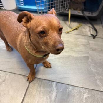 Ruby -  Chihuahua and Dachshund Dog for Adoption in Las Vegas, Nevada - Ruby | PetCurious