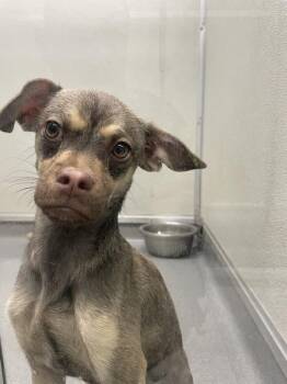 Chihuahua and Shepherd Dogs Available for Adoption in Victorville, California - Bandita | PetCurious