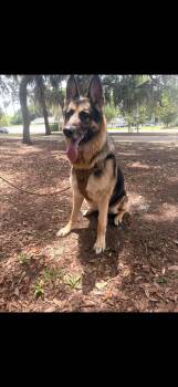 German Shepherd Dog Dogs Available for Adoption in Oviedo, Florida - Rocko | PetCurious