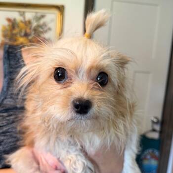 Lulu C-34355 -  Yorkshire Terrier Dog for Adoption in Oklahoma City, Oklahoma - Lulu C-34355 | PetCurious