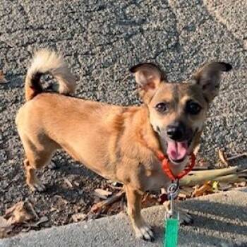 Mystic -  Chiweenie Dog for Adoption - Mystic | PetCurious