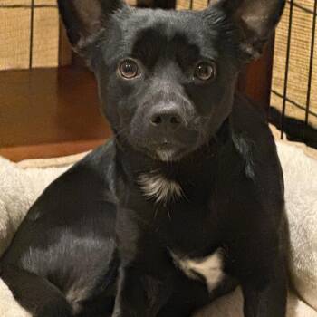Chihuahua Dogs Available for Adoption in Chalfont, Pennsylvania - Boomer | PetCurious
