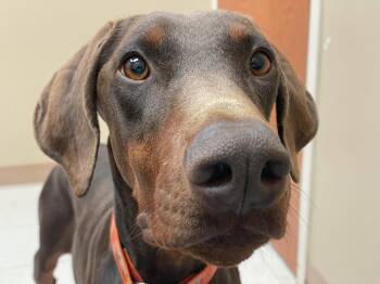 Princess -  Doberman Pinscher Dog for Adoption in Minneapolis, Minnesota - Princess | PetCurious