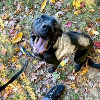 Rescue Black Labrador Retriever and Mixed Breed Dogs for Adoption in Lyndhurst, Virginia - Roscoe | PetCurious