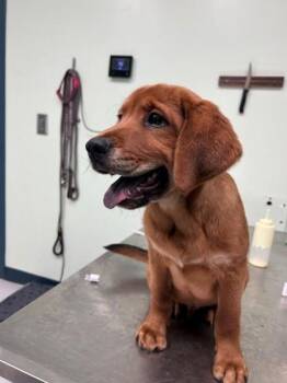 Nick -  Retriever and Mixed Breed Dog Available for Adoption in Savannah, Georgia - Nick | PetCurious