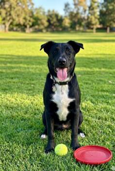 **MOONSHINE** -  Labrador Retriever and Shepherd Dog for Adoption in North Prairie, Wisconsin - **MOONSHINE** | PetCurious
