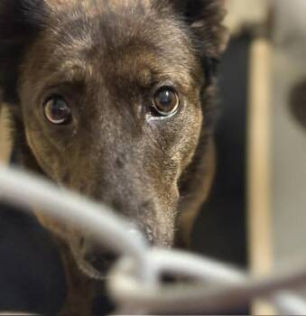 German Shepherd Dog and Mixed Breed Dogs Available for Adoption in Tulsa, Oklahoma - DOLCE GABBANA | PetCurious