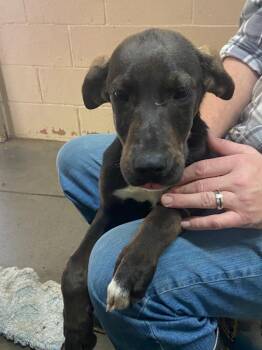 Labrador Retriever Dogs Available for Adoption - Sebastain | PetCurious