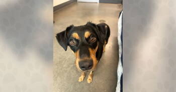 Rescue Mixed Breed Dogs for Adoption in Weaverville, North Carolina - Dahlia | PetCurious