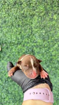 61181873 -  Mixed Breed Dog for Adoption in El Paso, Texas - 61181873 | PetCurious