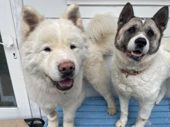 Ash -  Akita Dog for Adoption in Trenton, Maine - Ash | PetCurious