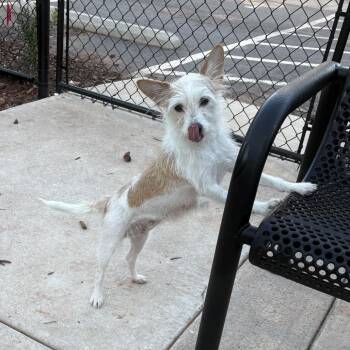 Minnie Mouse -  Mixed Breed Dog for Adoption in Durham, North Carolina - Minnie Mouse | PetCurious