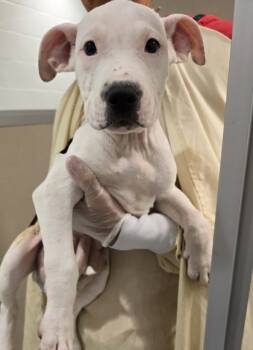 Rescue Pit Bull Terrier and Mixed Breed Dogs for Adoption in Bellevue, Washington - Charolais | PetCurious