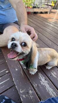 Smokey -  Shih Tzu Dog for Adoption in New London, Wisconsin - Smokey | PetCurious