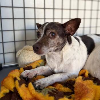 Chalupa -  Jack Russell Terrier and Chihuahua Dog for Adoption in Chico, California - Chalupa | PetCurious