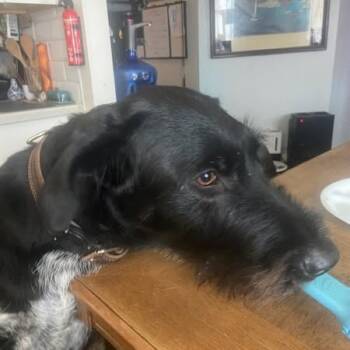 Rescue German Wirehaired Pointer Dogs for Adoption in Santa Rosa, California - Juno Fayetteville, Arkansas | PetCurious