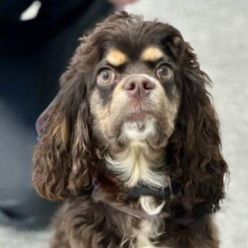 Cocker Spaniel Dogs Available for Adoption in Broken Arrow, Oklahoma - Jared McCain | PetCurious