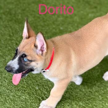 DORITO -  Shepherd and Husky Dog for Adoption in West Palm Beach, Florida - DORITO | PetCurious