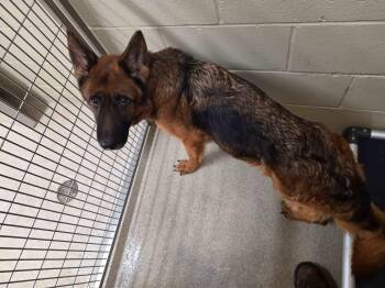 Willow -  German Shepherd Dog Dog for Adoption in Youngstown, Ohio - Willow | PetCurious