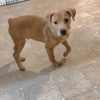 Rescue Mixed Breed Dogs for Adoption in Fredericksburg, Virginia - Sunny | PetCurious