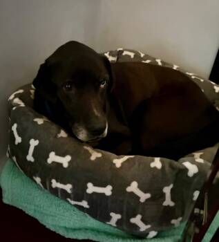 Labrador Retriever Dogs Available for Adoption in Douglasville, Georgia - Leo (Donald) | PetCurious