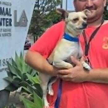 Chihuahua Dogs Available for Adoption in Apple Valley, California - Scrappy | PetCurious
