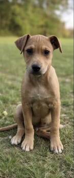 Boxer and Labrador Retriever Dogs Available for Adoption in Watertown, Connecticut - Reese | PetCurious
