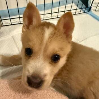 German Shepherd Dog Dogs Available for Adoption - Nature | PetCurious