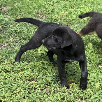 Dahlberg -  Shepherd Dog for Adoption in Springboro, Ohio - Dahlberg | PetCurious