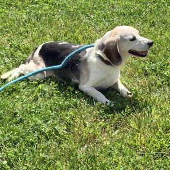 Beagle Dogs Available for Adoption in Logan, Ohio - Clyde | PetCurious