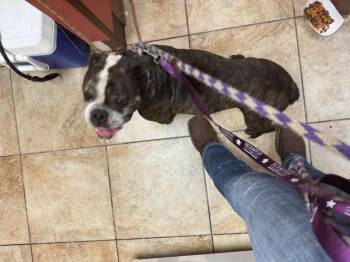 Nado -  Mixed Breed Dog for Adoption in Cincinnati, Ohio - Nado | PetCurious