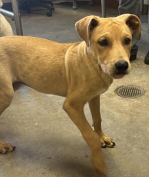 HAPPY -  Pit Bull Terrier and Mixed Breed Dog for Adoption in Texas City, Texas - HAPPY | PetCurious