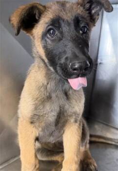 Belgian Shepherd Malinois Dogs Available for Adoption in San Bernardino, California - JULIETTE | PetCurious