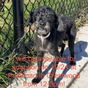 Raven -  Mixed Breed Dog for Adoption in Matteson, Illinois - Raven | PetCurious