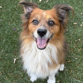 Barkley -  Australian Shepherd and Mixed Breed Dog for Adoption in Scottsdale, Arizona - Barkley | PetCurious