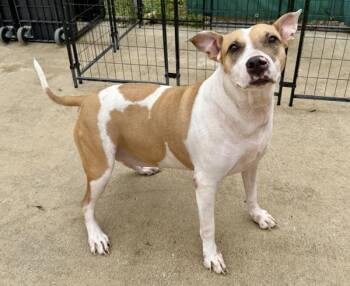 Peaches -  Labrador Retriever Dog for Adoption in Stratham, New Hampshire - Peaches | PetCurious