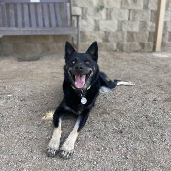 Ginger -  Shepherd and Mixed Breed Dog for Adoption in Riverside, California - Ginger | PetCurious