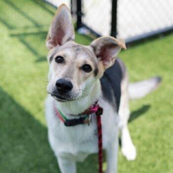 Starling -  German Shepherd Dog and Mixed Breed Dog for Adoption in Atlanta, Georgia - Starling | PetCurious