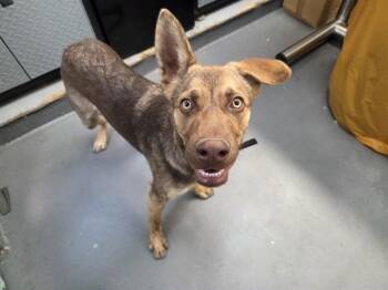 BURDOCK -  German Shepherd Dog and Mixed Breed Dog for Adoption in Antioch, California - BURDOCK | PetCurious