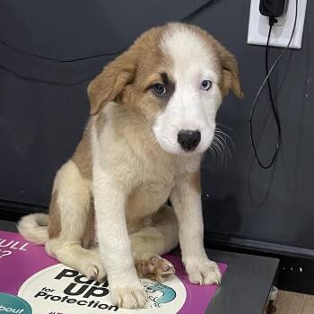 Australian Shepherd Dogs Available for Adoption - Iris | PetCurious