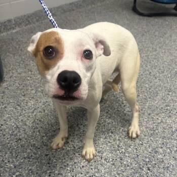 Princess -  Mixed Breed Dog for Adoption in Greenville, South Carolina - Princess | PetCurious