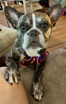 Purebred French Bulldog Dolly Girl -  French Bulldog Dog for Adoption in Boca Raton, Florida - Purebred French Bulldog Dolly Girl | PetCurious