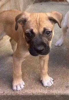 Boxer Dogs Available for Adoption - Spruce | PetCurious