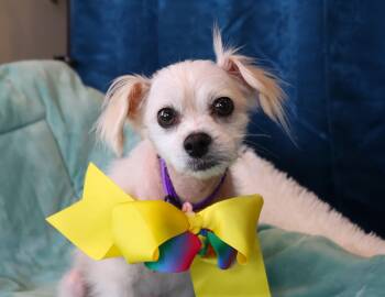 Rescue Maltese Dogs for Adoption in Richmond, Texas - Willow | PetCurious