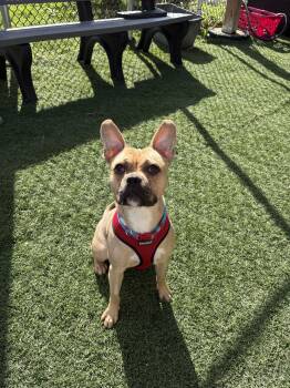 SQUASH -  French Bulldog Dog for Adoption in Vandergrift, Pennsylvania - SQUASH | PetCurious