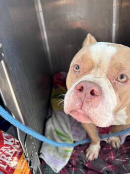 Return of the Bean -  Mixed Breed Dog for Adoption in Cincinnati, Ohio - Return Of The Bean | PetCurious