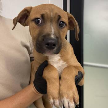 Pit Bull Terrier Dogs Available for Adoption in Abilene, Texas - Chevron | PetCurious