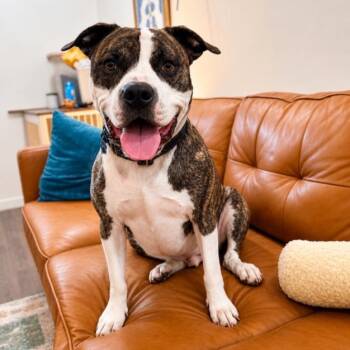 King -  American Bully Dog for Adoption in Mooresville, North Carolina - King | PetCurious