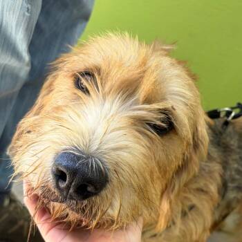 Scrappy -  Terrier and Mixed Breed Dog for Adoption in Palestine, Texas - Scrappy | PetCurious