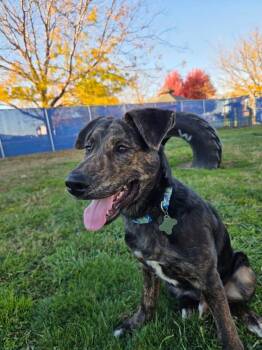 Fiesta -  Shepherd Dog for Adoption in Kennewick, Washington - Fiesta | PetCurious